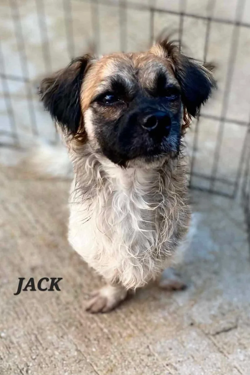 Jack
