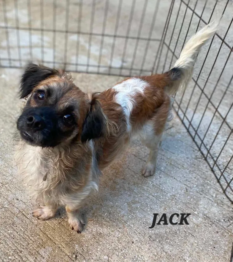 Jack thumbnail 2
