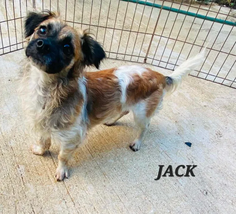 Jack thumbnail 3