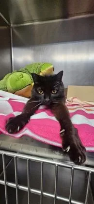 A senior small-sized female Domestic Short Hair cat named Sweetie Pie for adoption in Roseville, CA