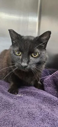 Sweetie Pie thumbnail 2