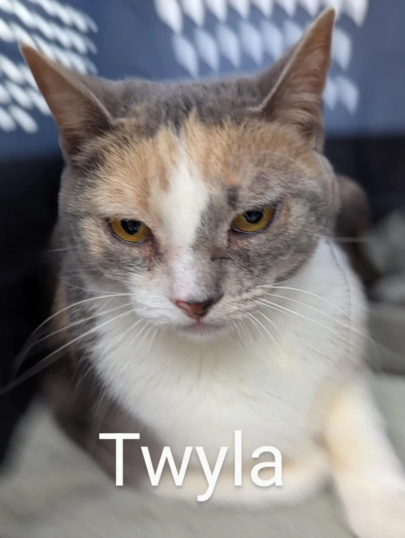 An adult medium-sized female Tortoiseshell Domestic Short Hair cat named Twyla for adoption in Sonora, CA