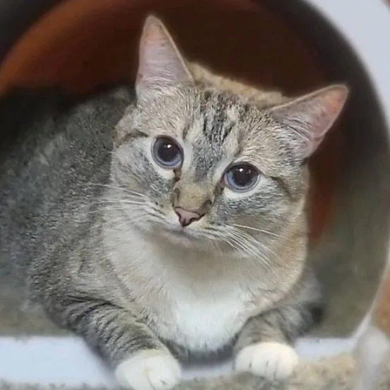 An adult small-sized female Siamese cat named Minnie for adoption in Hemet, CA