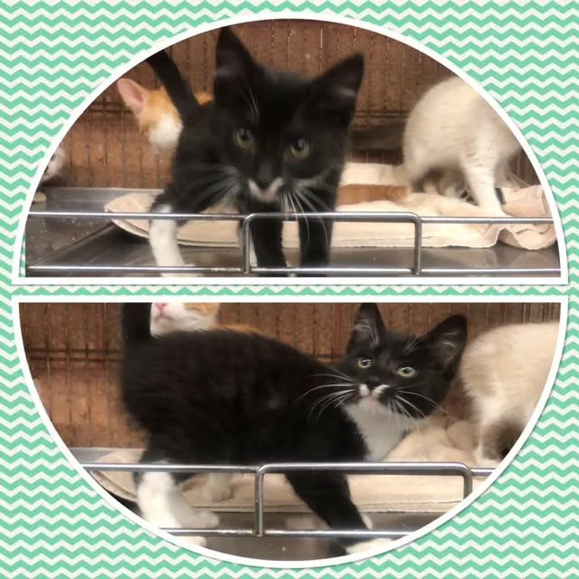 A baby small-sized male Black & White / Tuxedo Domestic Short Hair cat named Reese for adoption in Buckhannon, WV