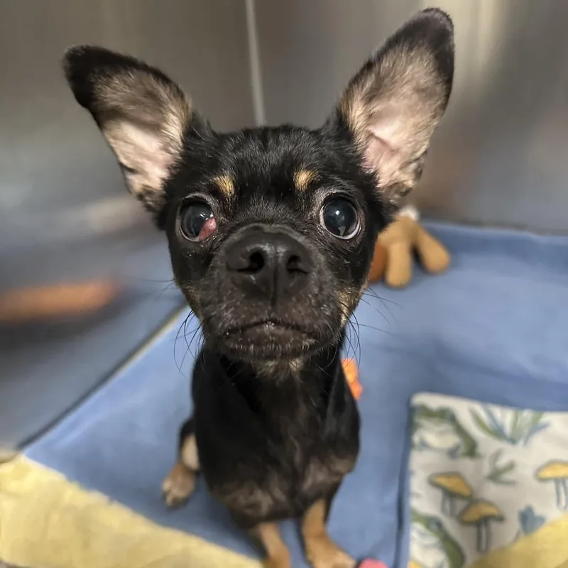 Gracie