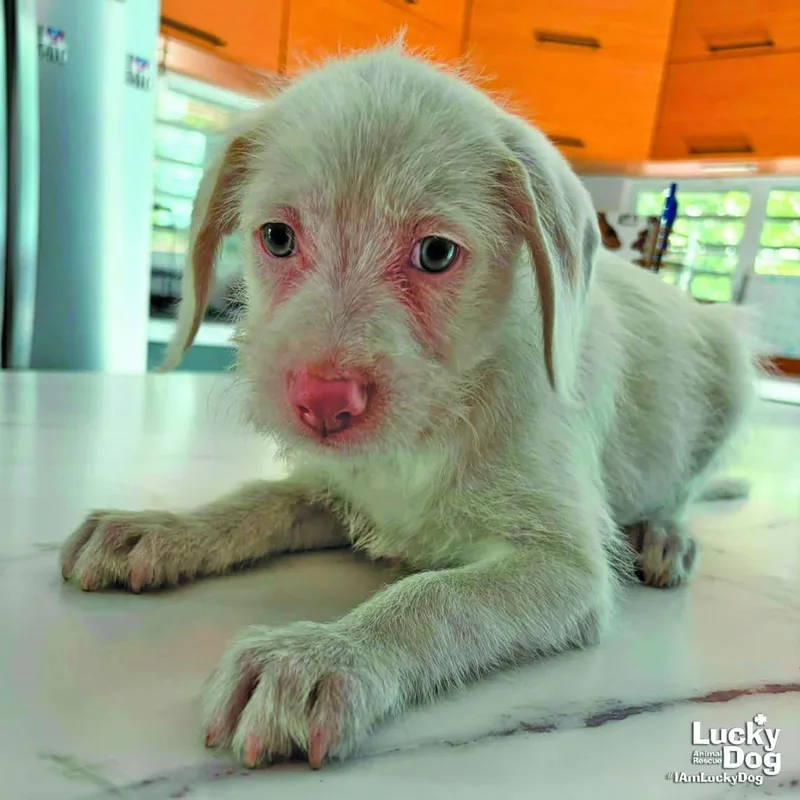 A baby medium-sized male Terrier dog named Troy for adoption in Washington, DC