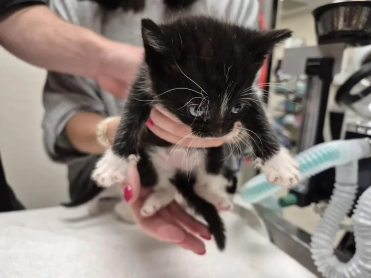 A baby small-sized female Domestic Short Hair cat named Clawdia for adoption in Chapel Hill, NC