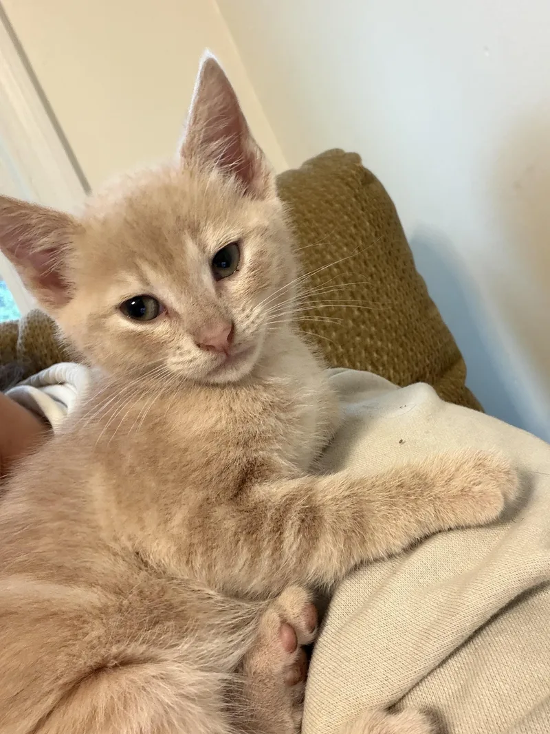A baby medium-sized male Buff / Tan / Fawn Domestic Short Hair cat named Ranger for adoption in Easley, SC