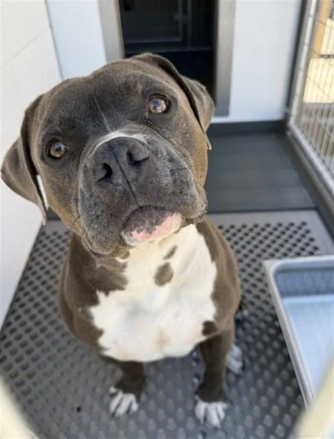 An adult large-sized male Pit Bull Terrier dog named Lochlan for adoption in San Bernardino, CA