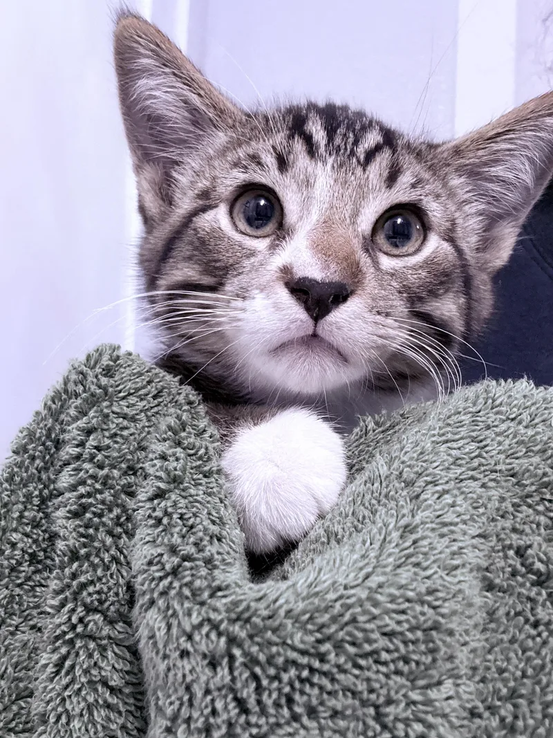 A baby small-sized male Tabby (Buff / Tan / Fawn) Tabby cat named Cocoa for adoption in GREENVILLE, TX