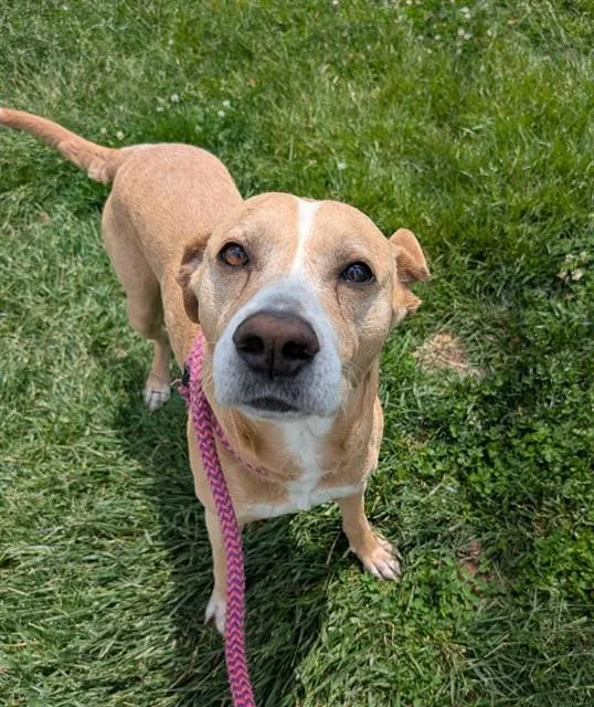 An adult medium-sized male Labrador Retriever dog named Scooby for adoption in Olivette, MO
