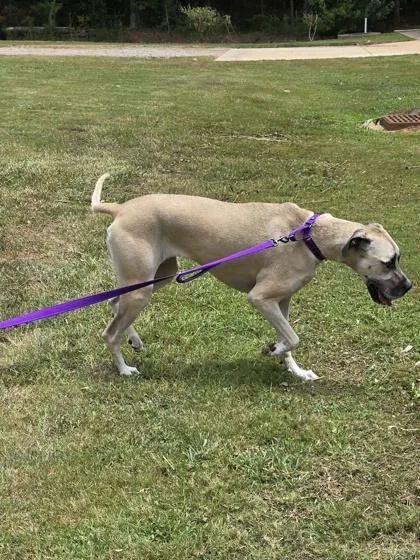 An adult large-sized female Yellow / Tan / Blond / Fawn Great Dane dog named Lulu for adoption in Bishop, GA