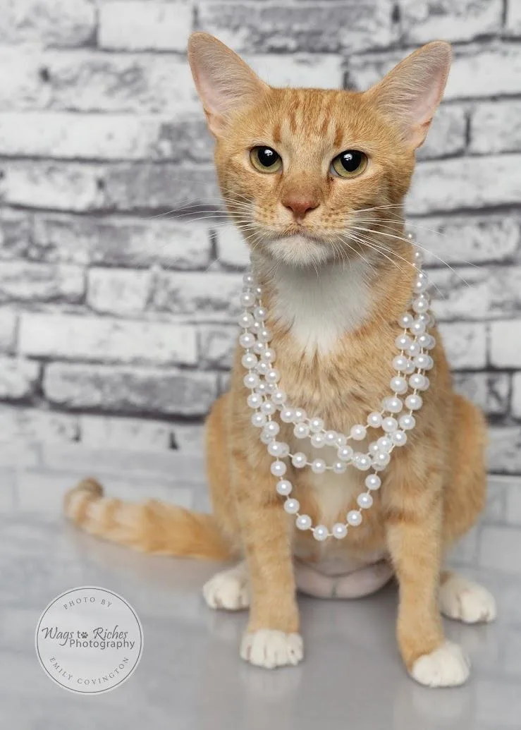 A young medium-sized female Tabby (Orange / Red) Oriental Tabby cat named Ariel for adoption in Tuscaloosa, AL