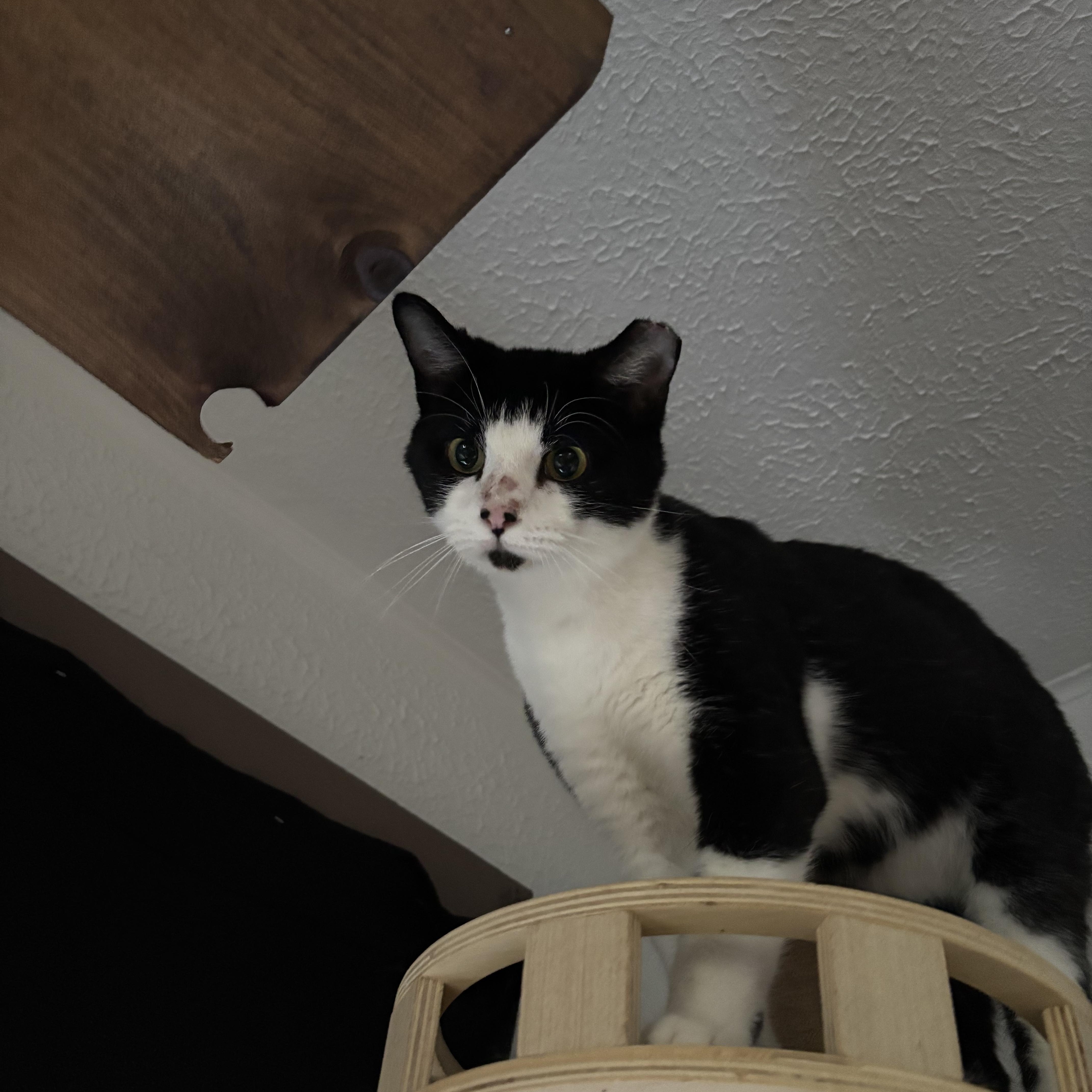 An adult medium-sized male Black & White / Tuxedo Domestic Short Hair cat named Judah for adoption in Pittsburgh, PA
