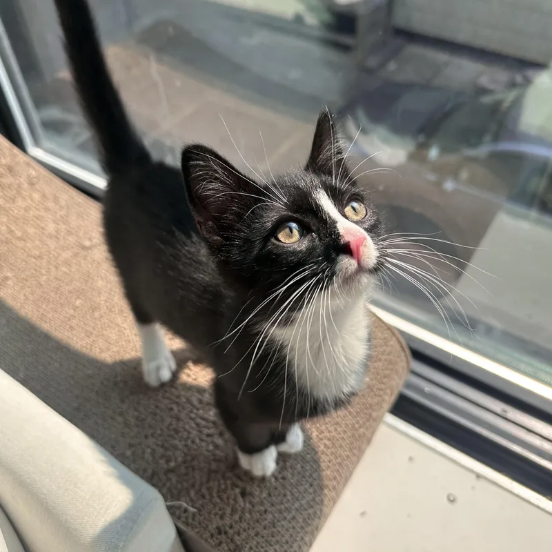 A baby medium-sized female Black & White / Tuxedo Domestic Short Hair cat named Shirley for adoption in BROOKLYN, NY