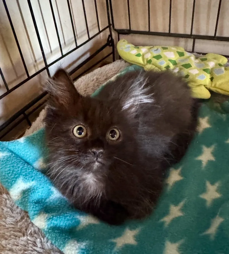 A baby medium-sized male Domestic Medium Hair cat named Benz for adoption in Albuquerque, NM
