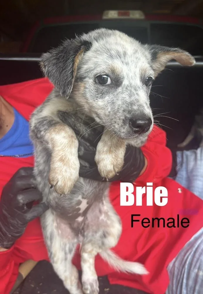 Brie