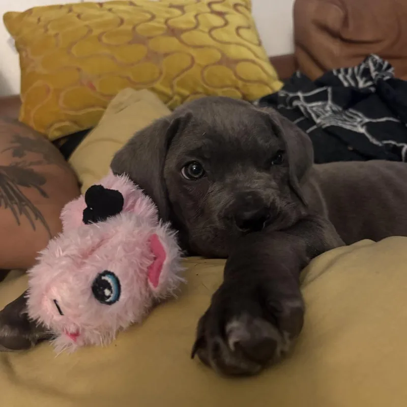 Marcello