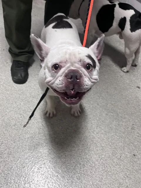An adult small-sized female French Bulldog dog named Little Girl for adoption in Alameda, CA