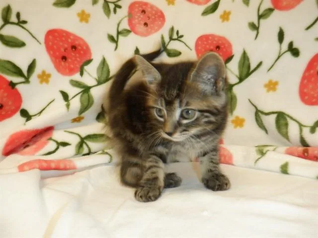 A baby small-sized male Domestic Short Hair cat named Rivendell for adoption in San Jose, CA