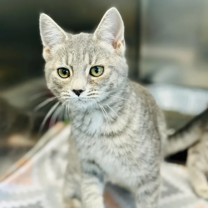 Turtle Dove thumbnail 2