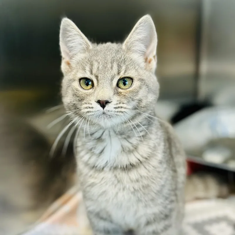 A young medium-sized female Tabby (Gray / Blue / Silver) Domestic Short Hair cat named Turtle Dove for adoption in Jackson, NJ