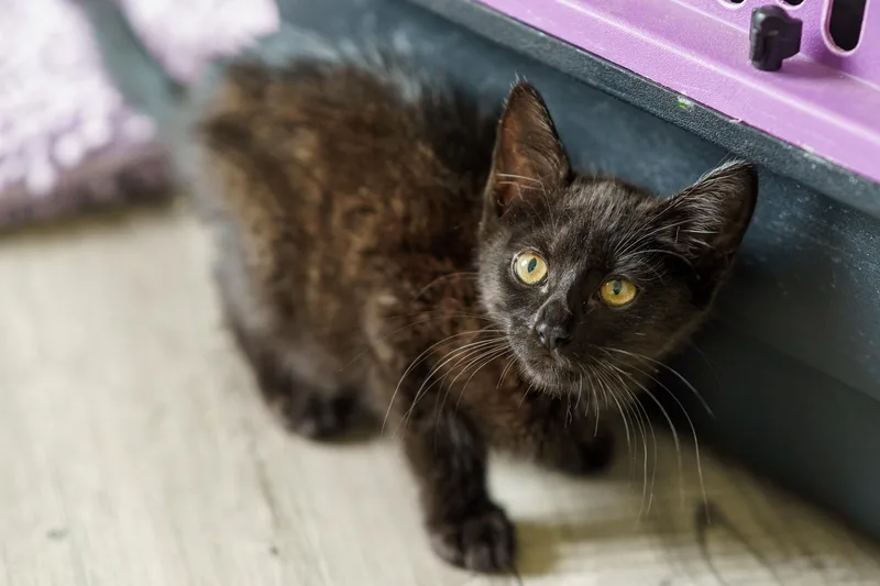 A baby medium-sized female Black Domestic Medium Hair cat named Camomille for adoption in LAMPASAS, TX