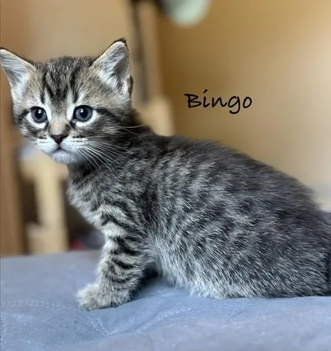 A baby small-sized male Tabby (Tiger Striped) Tabby cat named Bingo for adoption in Brighton, MI