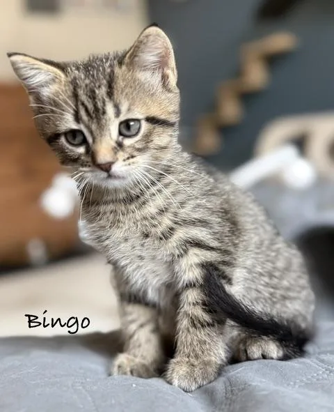 Bingo thumbnail 2