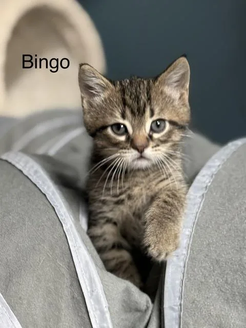 Bingo thumbnail 3
