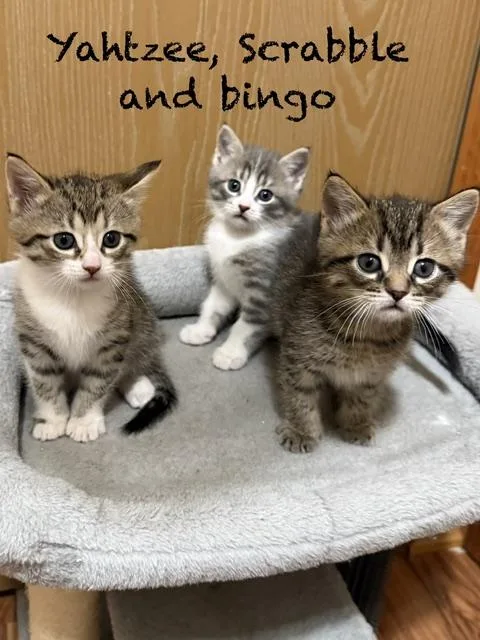 Bingo thumbnail 5