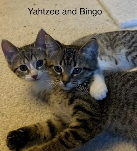 Bingo thumbnail 6