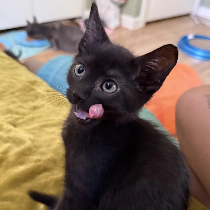 A baby small-sized female Black Domestic Short Hair cat named Celeste Black for adoption in Morrison, CO