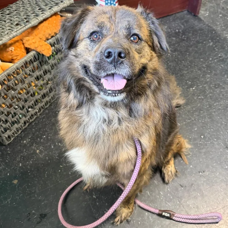 An adult medium-sized male Chow Chow dog named Odie for adoption in Shinnston, WV