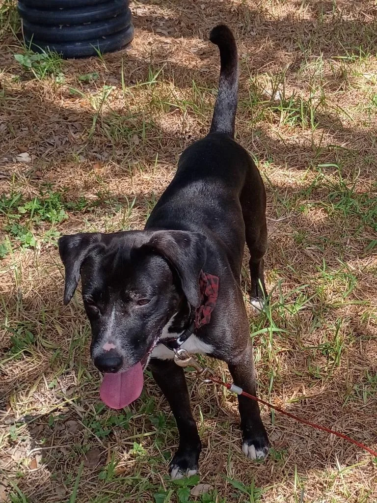 An adult medium-sized male Mixed Breed dog named Jack for adoption in Rockport, TX