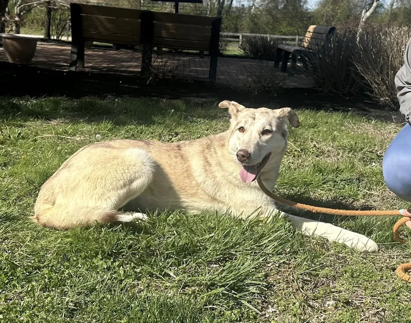 An adult large-sized female German Shepherd Dog dog named Tia for adoption in Chesapeake City, MD