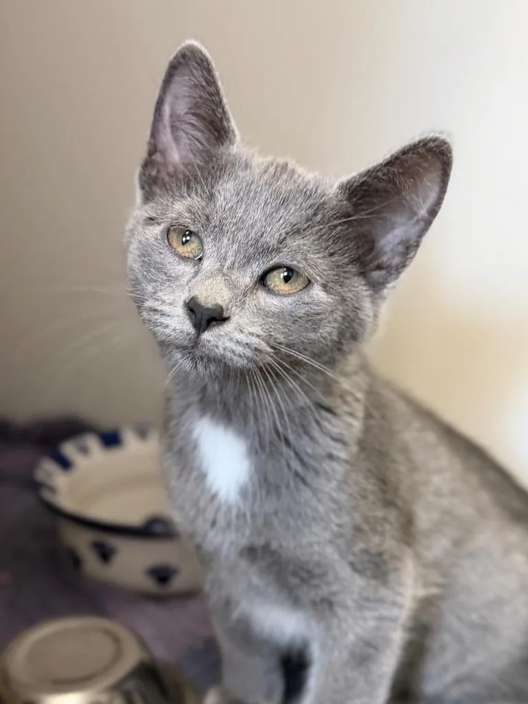 A baby medium-sized male Domestic Short Hair cat named Spades for adoption in Menomonie, WI