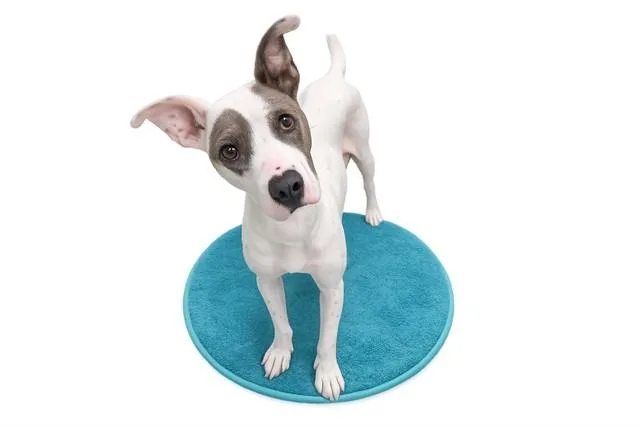 An adult medium-sized female Labrador Retriever dog named Marigold for adoption in Fort Lauderdale, FL