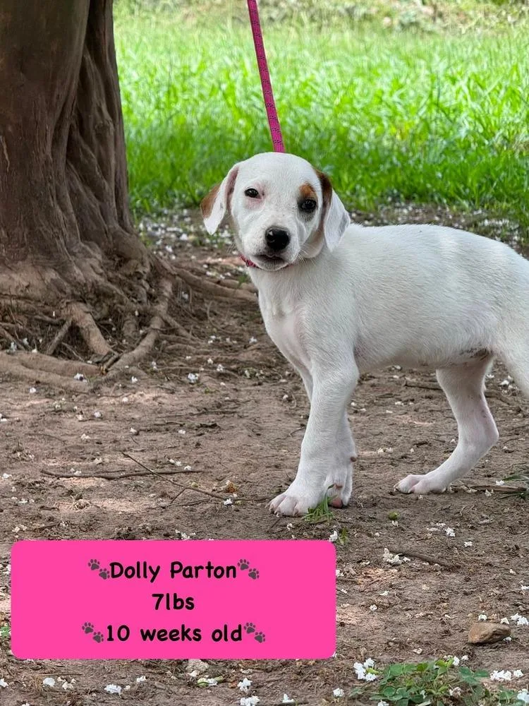 A baby medium-sized female Tricolor (Brown, Black, & White) Rhodesian Ridgeback dog named Dolly for adoption in Syracuse, NY