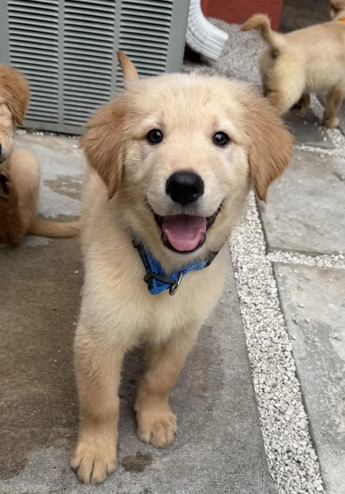 A baby small-sized male Golden Retriever dog named Moose for adoption in Fort Lauderdale, FL
