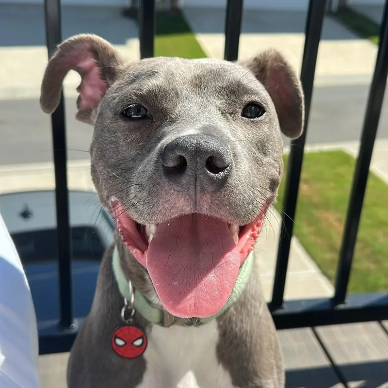 An adult medium-sized male Gray / Blue / Silver Pit Bull Terrier dog named Dilly for adoption in Cornelius, NC