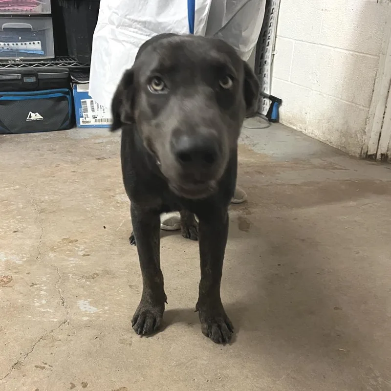 An adult medium-sized male Labrador Retriever dog named Morocco for adoption in Edinburg, TX
