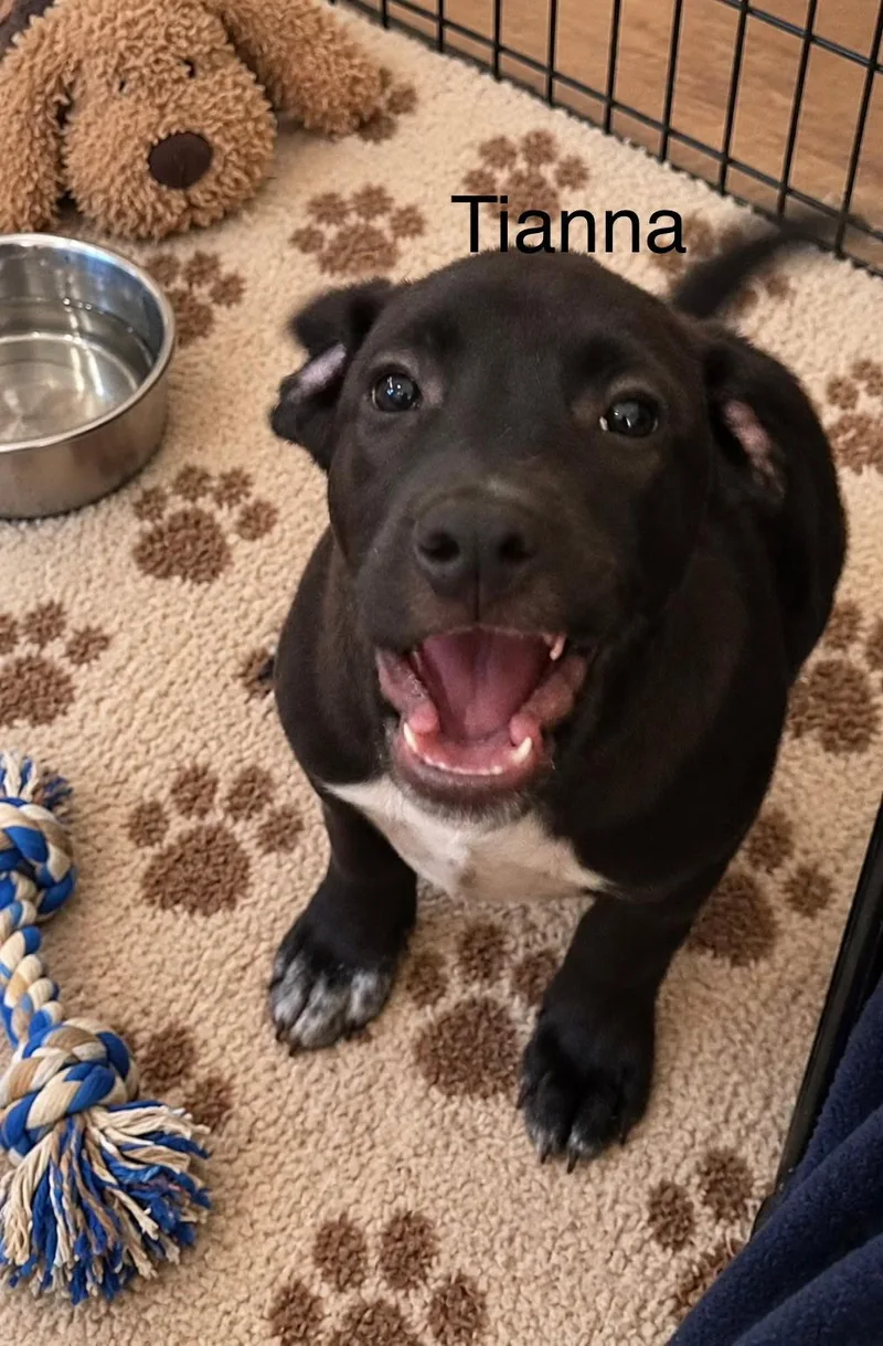 A baby small-sized female Black Labrador Retriever dog named Tiana for adoption in McAllen, TX