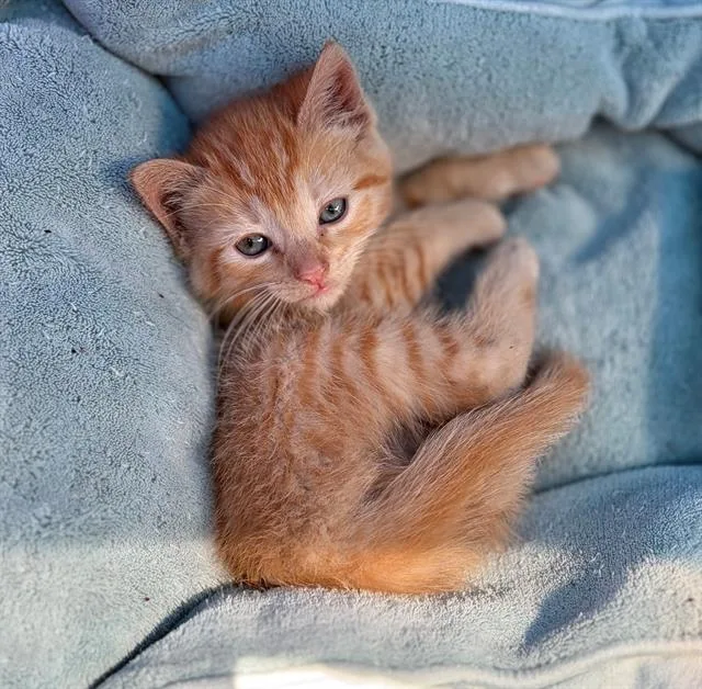A baby small-sized female Domestic Short Hair cat named Sunny for adoption in Fairfield, CA