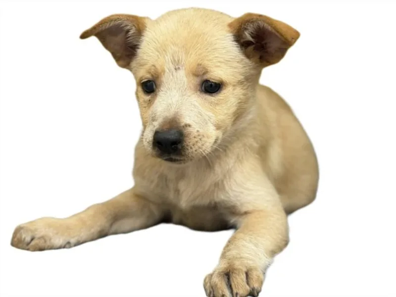 A baby small-sized female Australian Cattle Dog / Blue Heeler dog named Peach for adoption in Los Angeles, CA