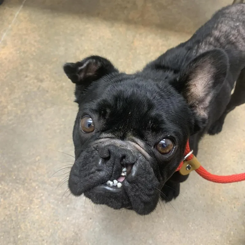 An adult small-sized male Black French Bulldog dog named Hugo for adoption in Houston, TX