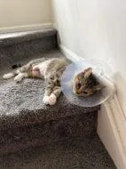 An adult small-sized female Domestic Short Hair cat named Noura for adoption in West Chester, PA