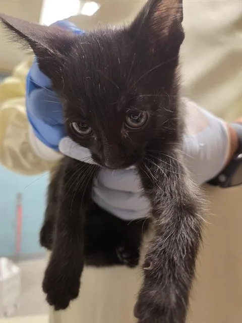 A baby small-sized male Domestic Short Hair cat named Ubiquitus for adoption in Kent, WA