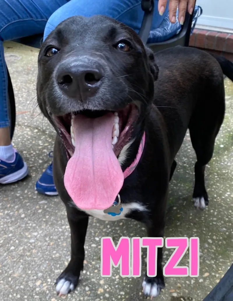 Mitzi