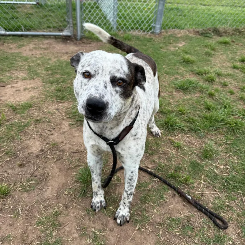 An adult medium-sized male White / Cream Pit Bull Terrier dog named Clyde for adoption in Norman, OK